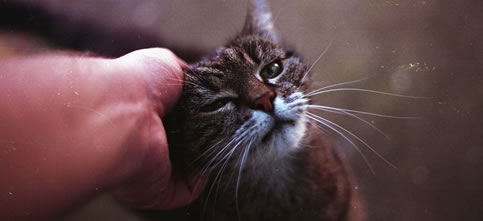 Caresser un animal